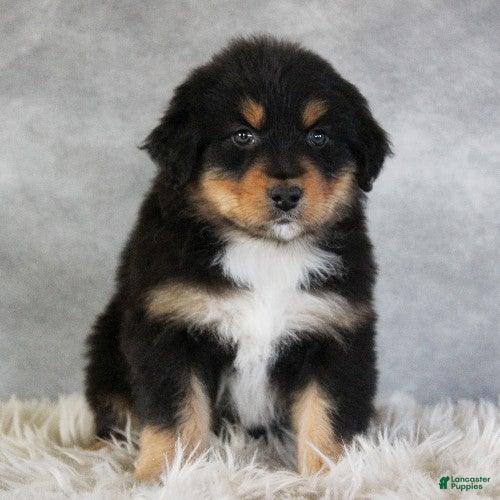 Australian Shepherd dogs Teagan - Ad 2