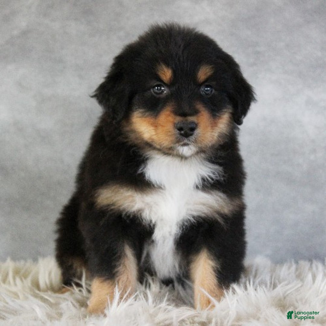 Australian Shepherd dogs for sale: Teagan - Ad 2