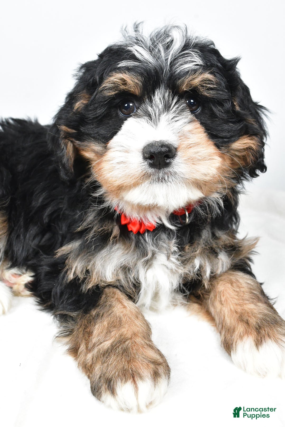 Mini Bernedoodle dogs for sale: Abigail - Ad 3