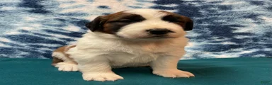 Saint Bernard Puppy 5