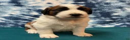 Saint Bernard dogs for sale: Saint Bernard Puppy 5 - Ad 1