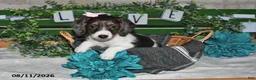 Miniature Dachshund dogs for sale: Jasmine - Ad 1