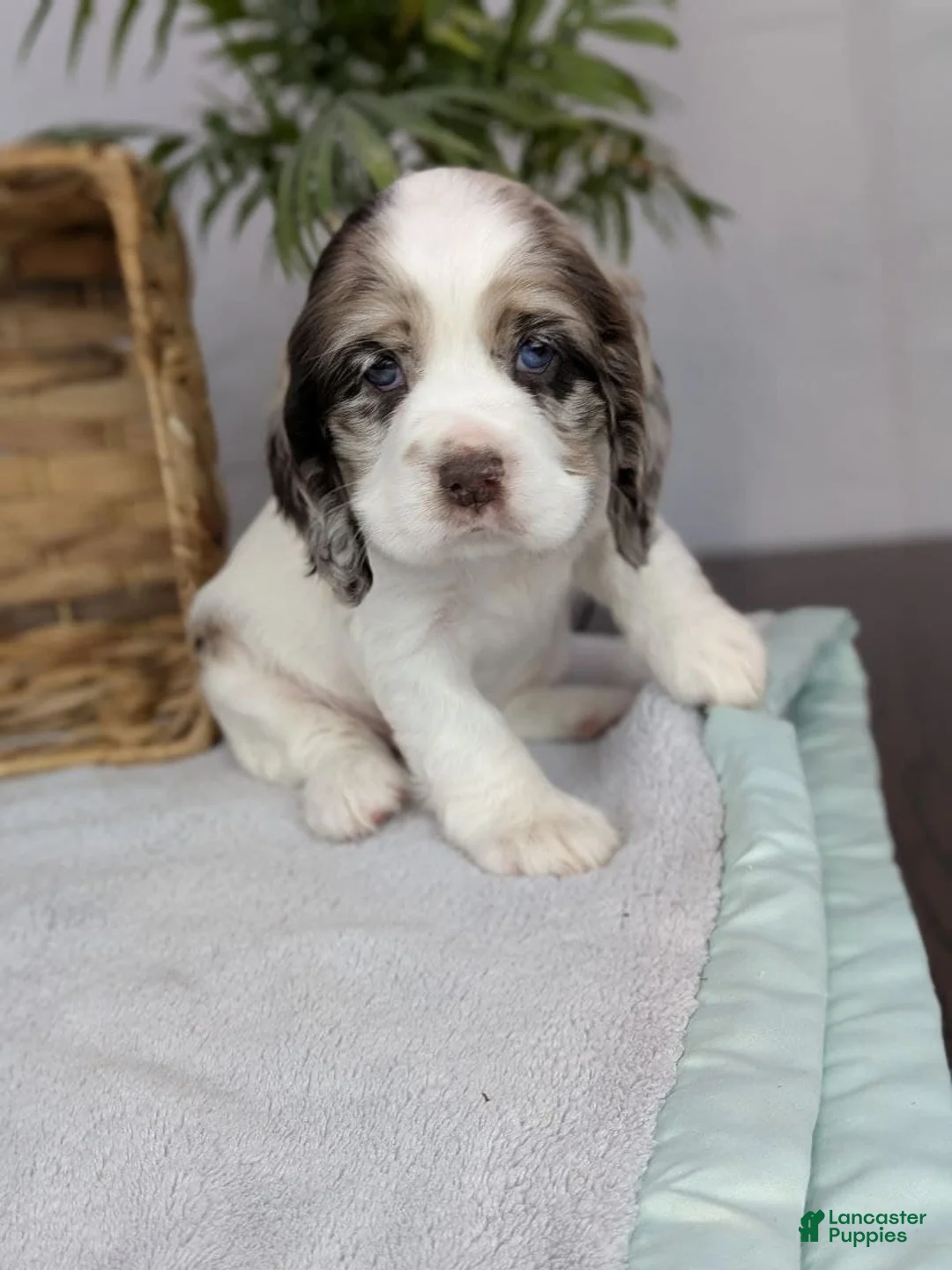 Cocker Spaniel dogs for sale: Cocker Spaniel Puppy 3 - Ad 8