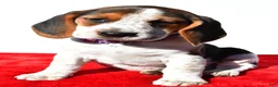 Beagle dogs for sale: Molly - Ad 7
