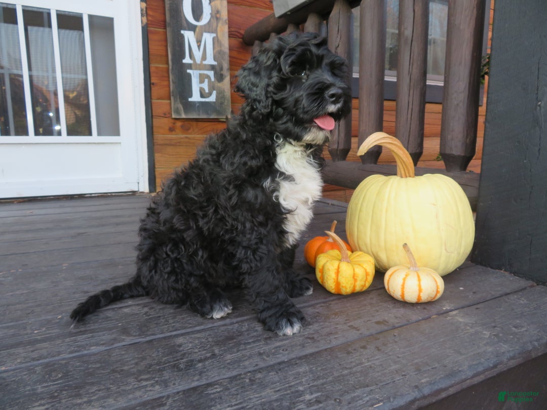 Portuguese Water Dog dogs for sale: Cody - Ad 14
