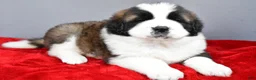 Saint Bernard dogs for sale: faith - Ad 4