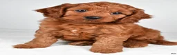 Cavapoo dogs for sale: Earl - Ad 8