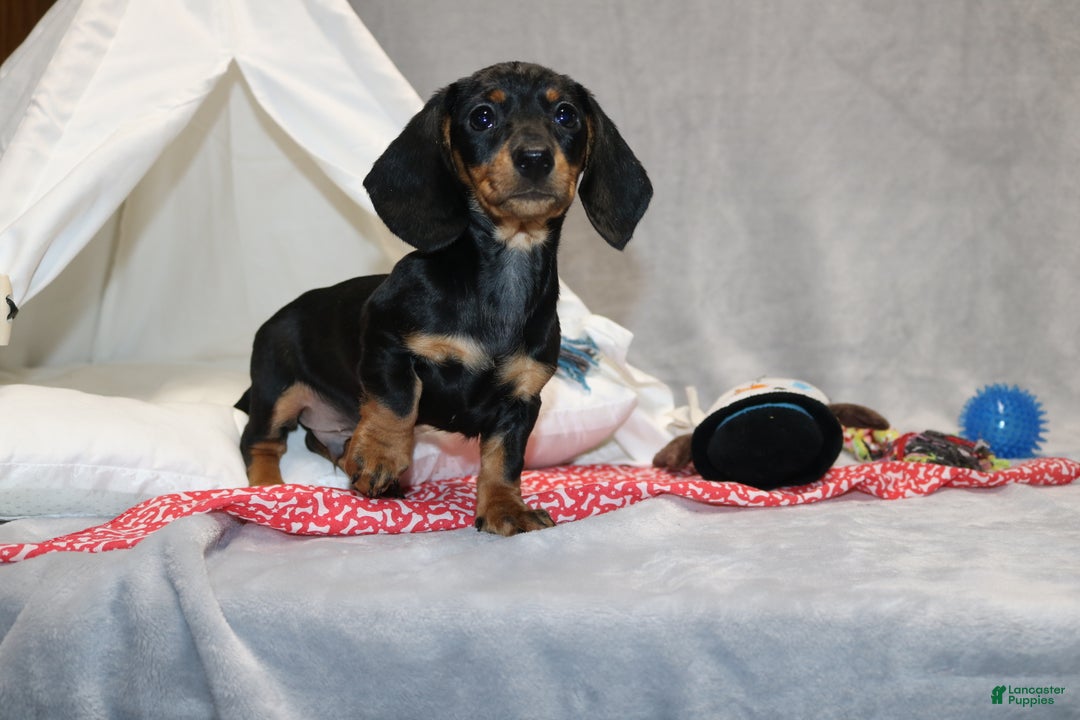 Miniature Dachshund dogs for sale: Hugo - Ad 6