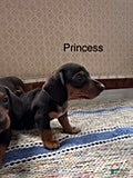 Mini Aussiedoodle dogs Princess  - Ad 2
