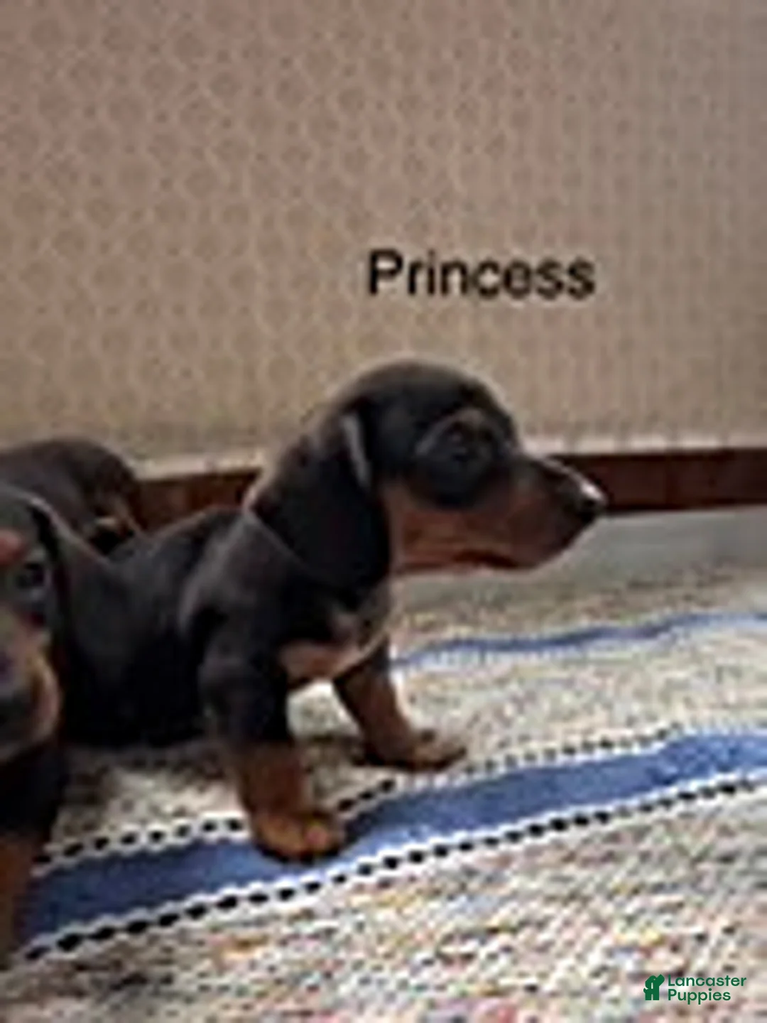 Mini Aussiedoodle dogs for sale: Princess  - Ad 2