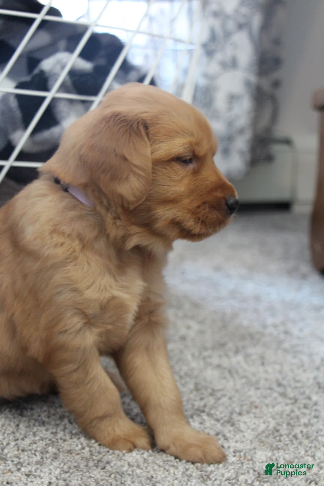 Golden Retriever dogs for sale: Brinn - Ad 4