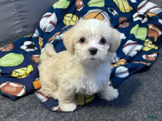 Mixed Breed dogs Jj🦁 - Ad 37