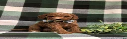 Miniature Poodle dogs for sale: Cosmo - Ad 2