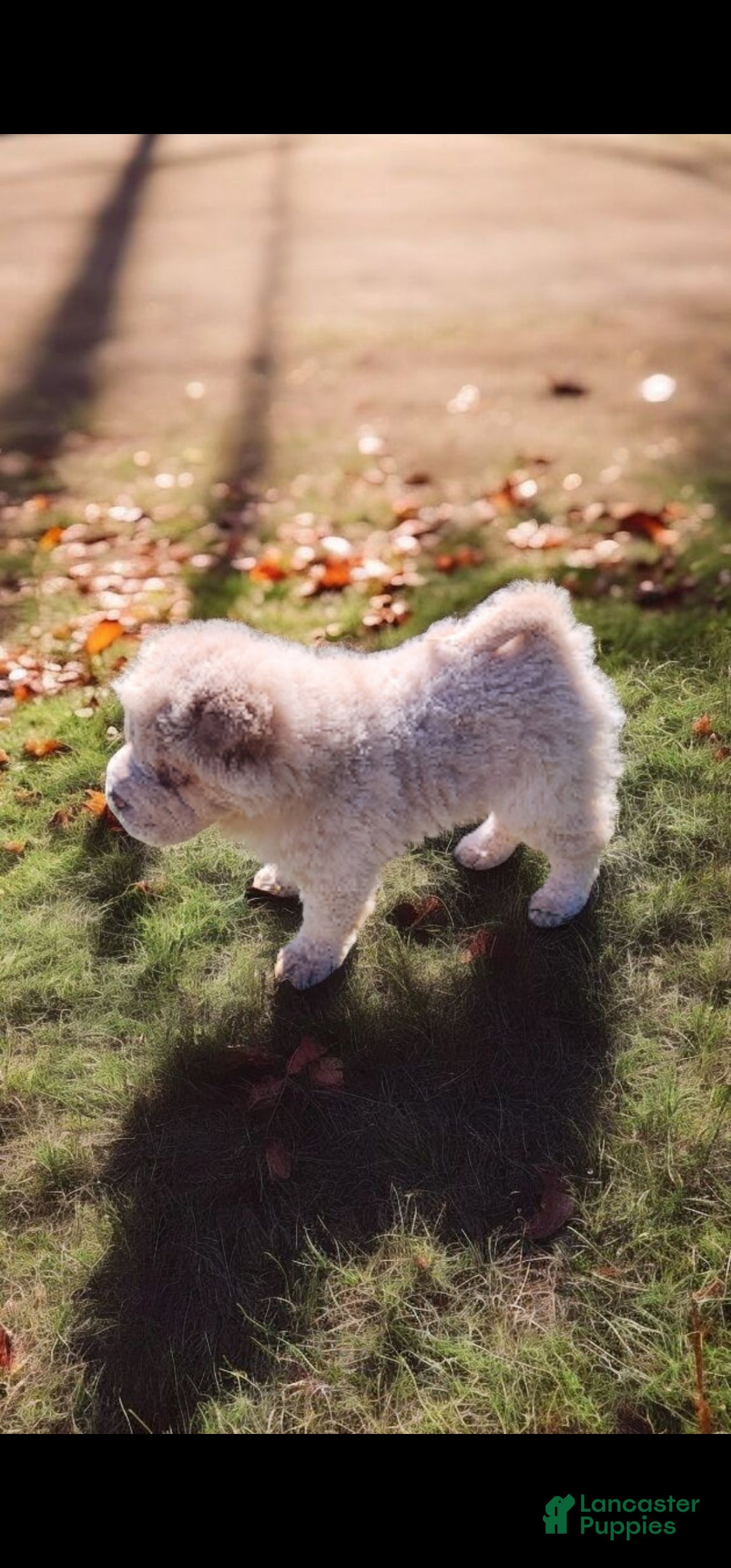 Shar Pei dogs for sale: Creamsicle  - Ad 6