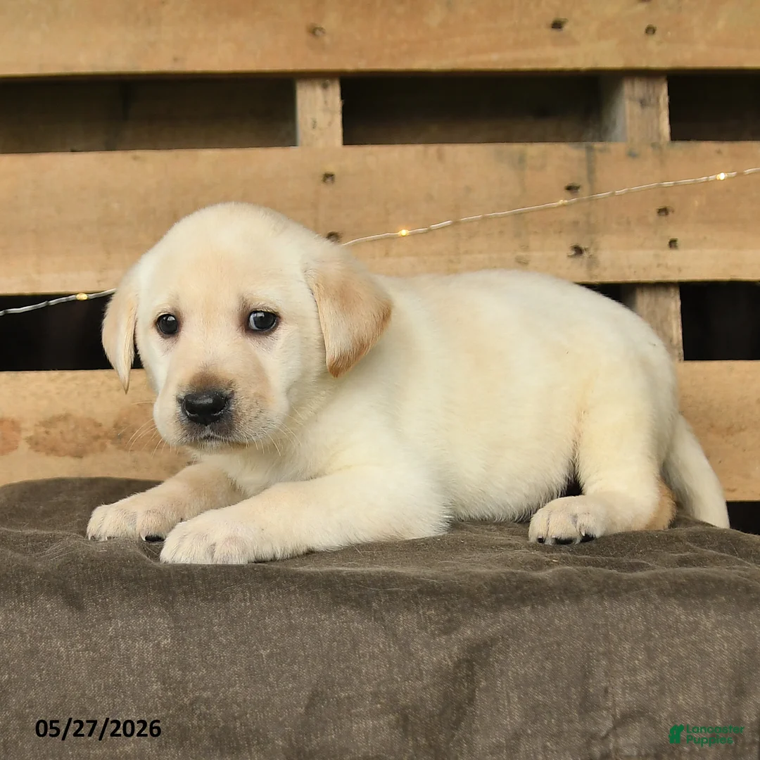 Labrador Retriever dogs for sale: Fancy - Ad 3