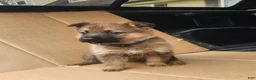 German Shepherd dogs for sale: TRUCUTU  - Ad 8