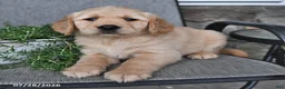 Mixed Breed dogs for sale: Tootsie - Ad 4