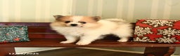 Pomeranian dogs for sale: Clyde - Ad 4