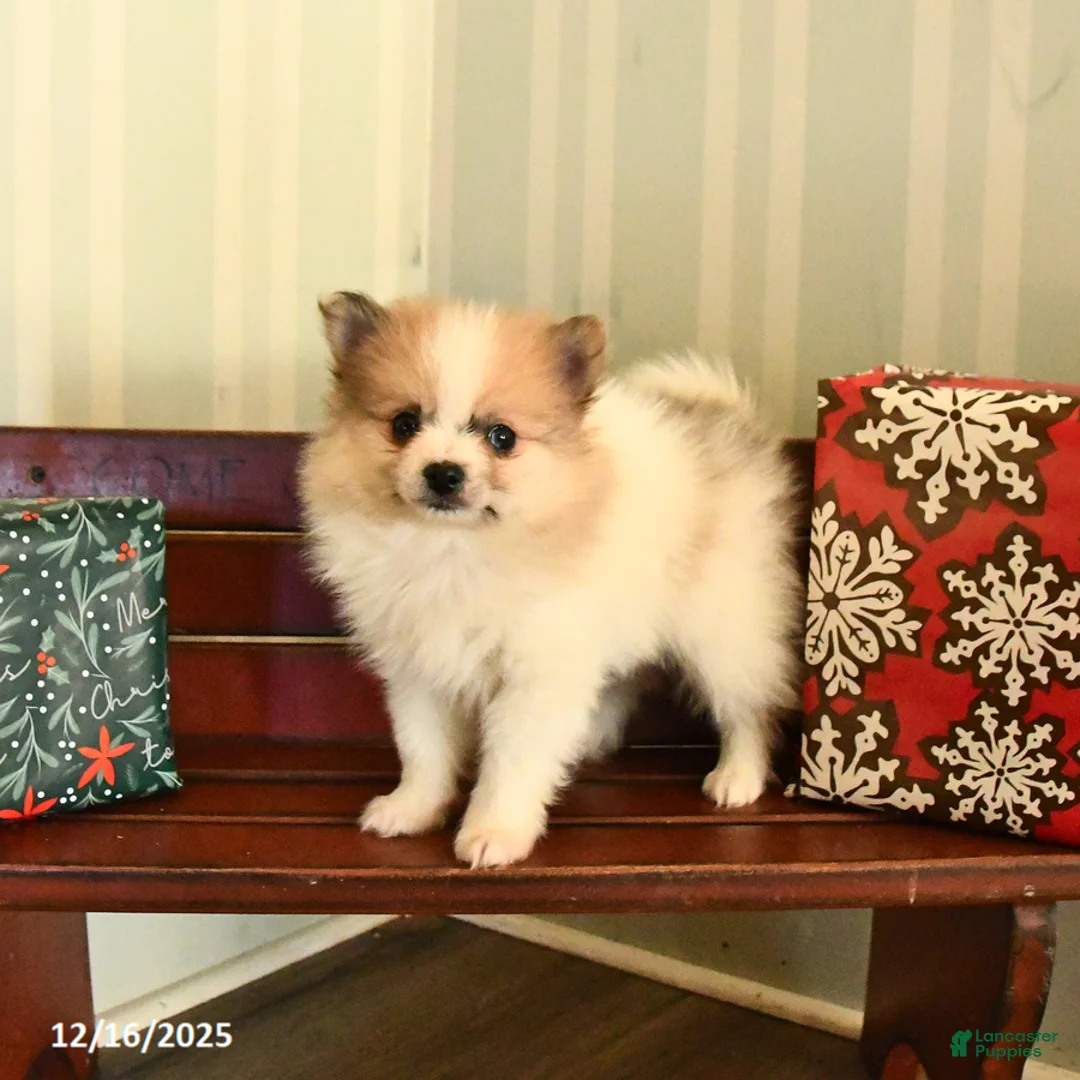 Pomeranian dogs for sale: Clyde - Ad 4
