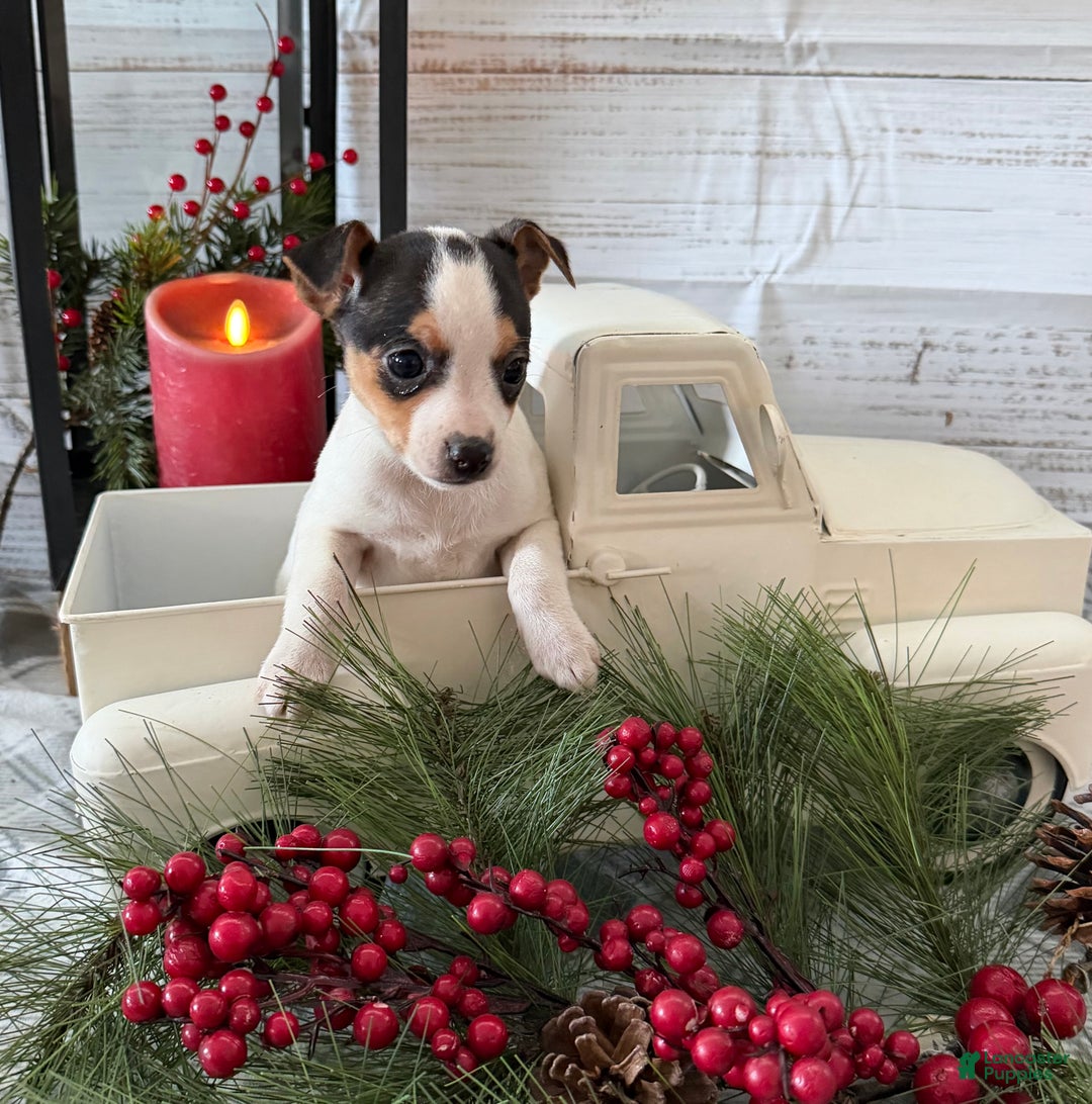 Toy Fox Terrier dogs for sale: Taffy - Ad 4