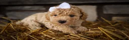 Miniature Poodle dogs for sale: Jenson ✨ - Ad 7