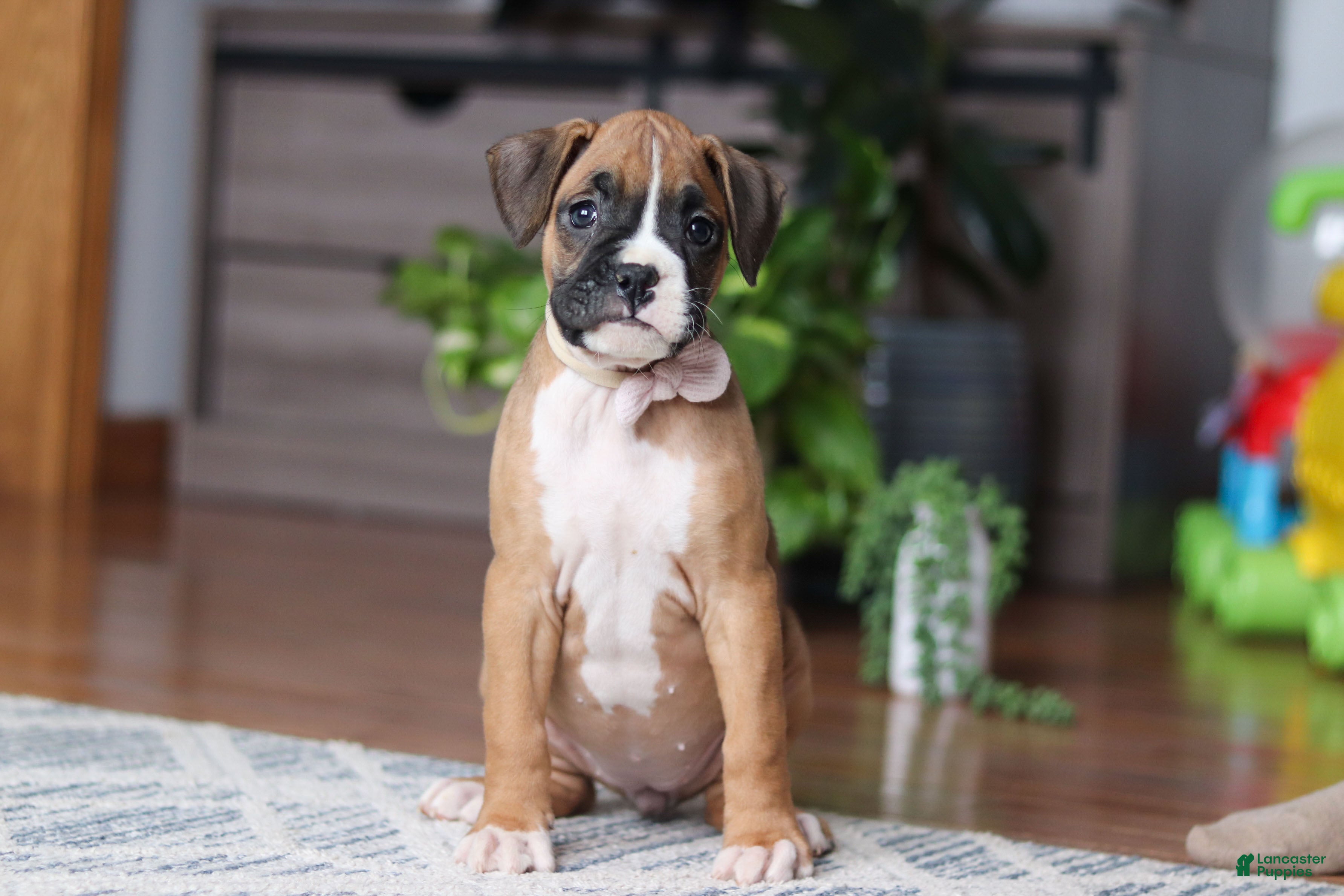 Boxer dogs Kona - Ad 1