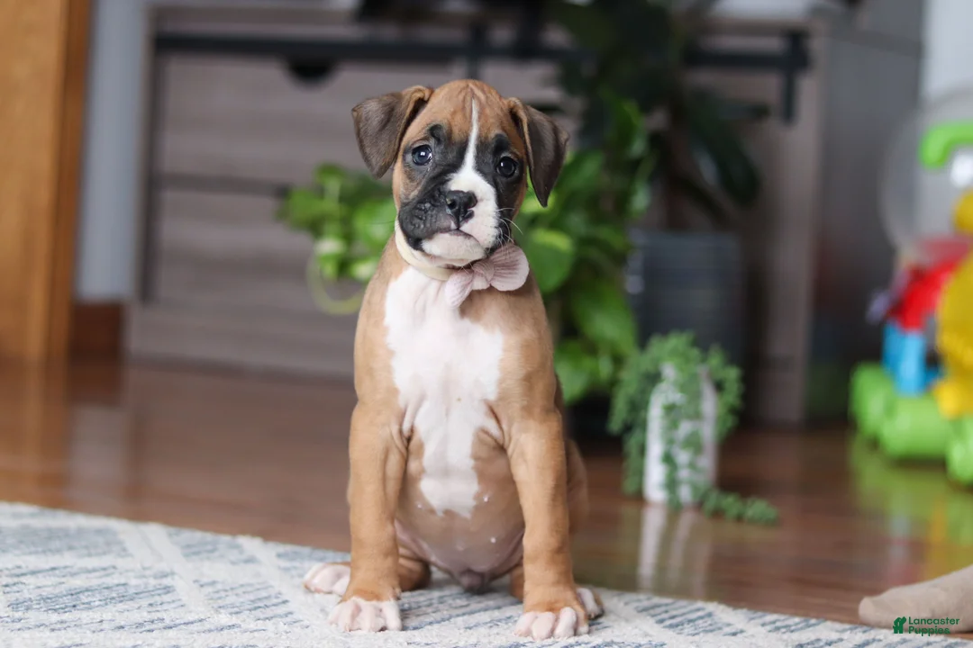 Boxer dogs for sale: Kona - Ad 1
