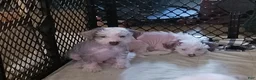 Chinese Crested dogs for sale: Zippy - Ad 7