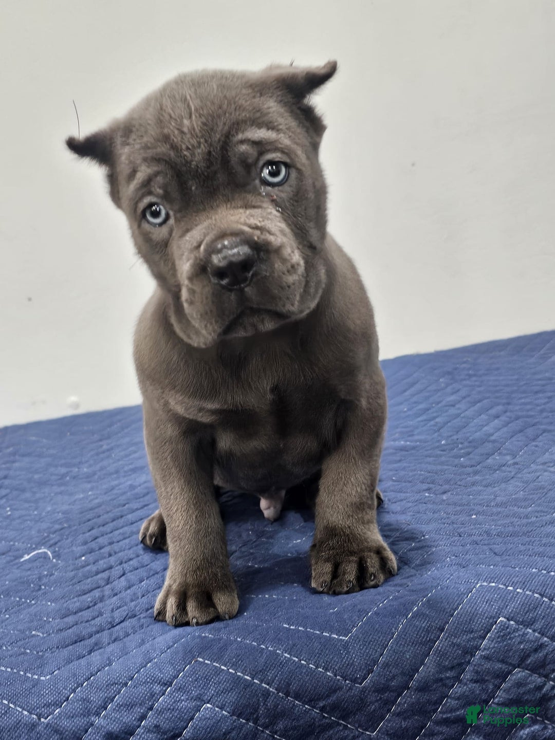 Cane Corso dogs for sale: HOGAN - Ad 3