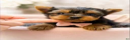 Yorkshire Terrier dogs for sale: Ollie 1.2lbs - Ad 2