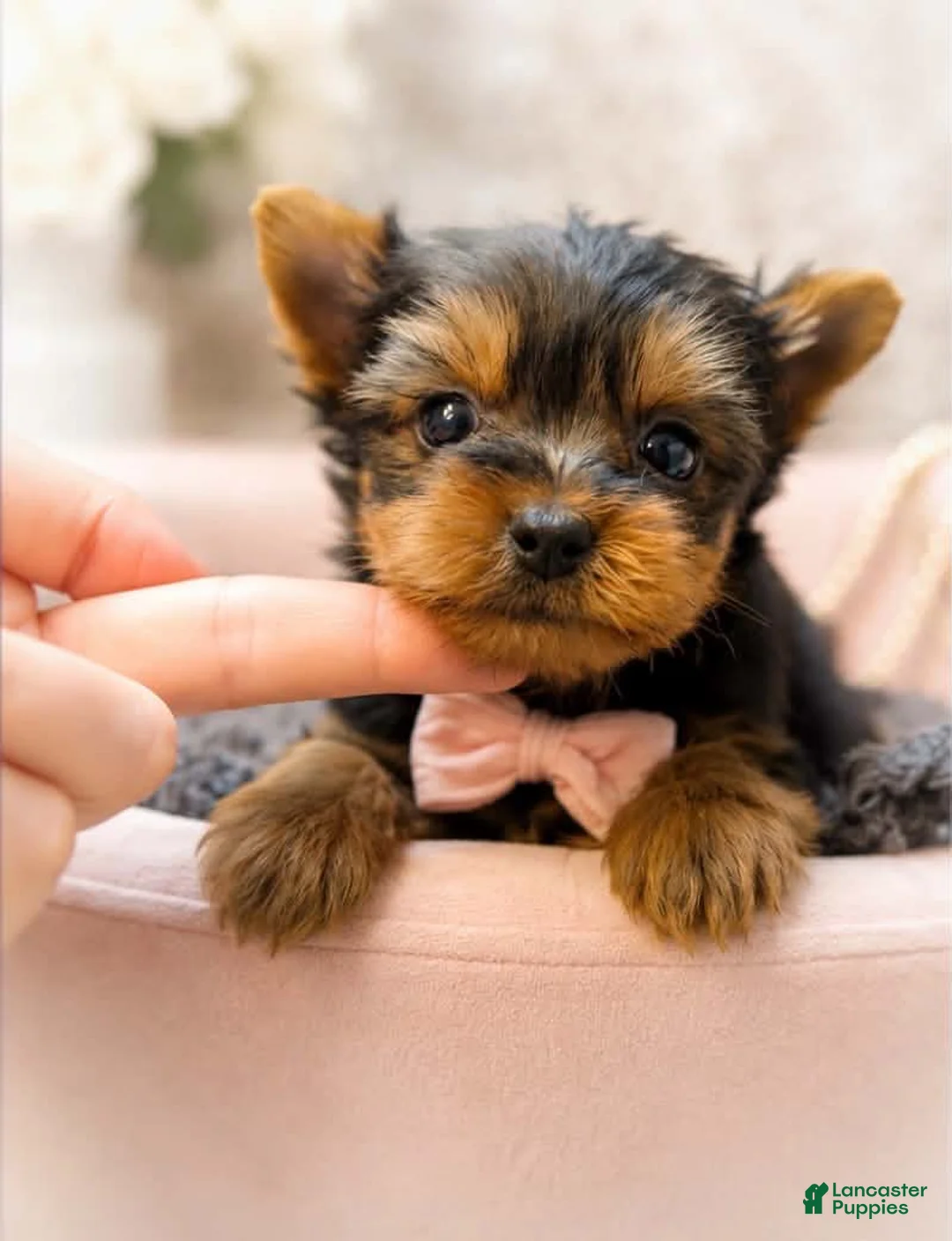 Yorkshire Terrier dogs for sale: Ollie 1.2lbs - Ad 2