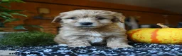 Maltipoo dogs for sale: Cottontail - Ad 5