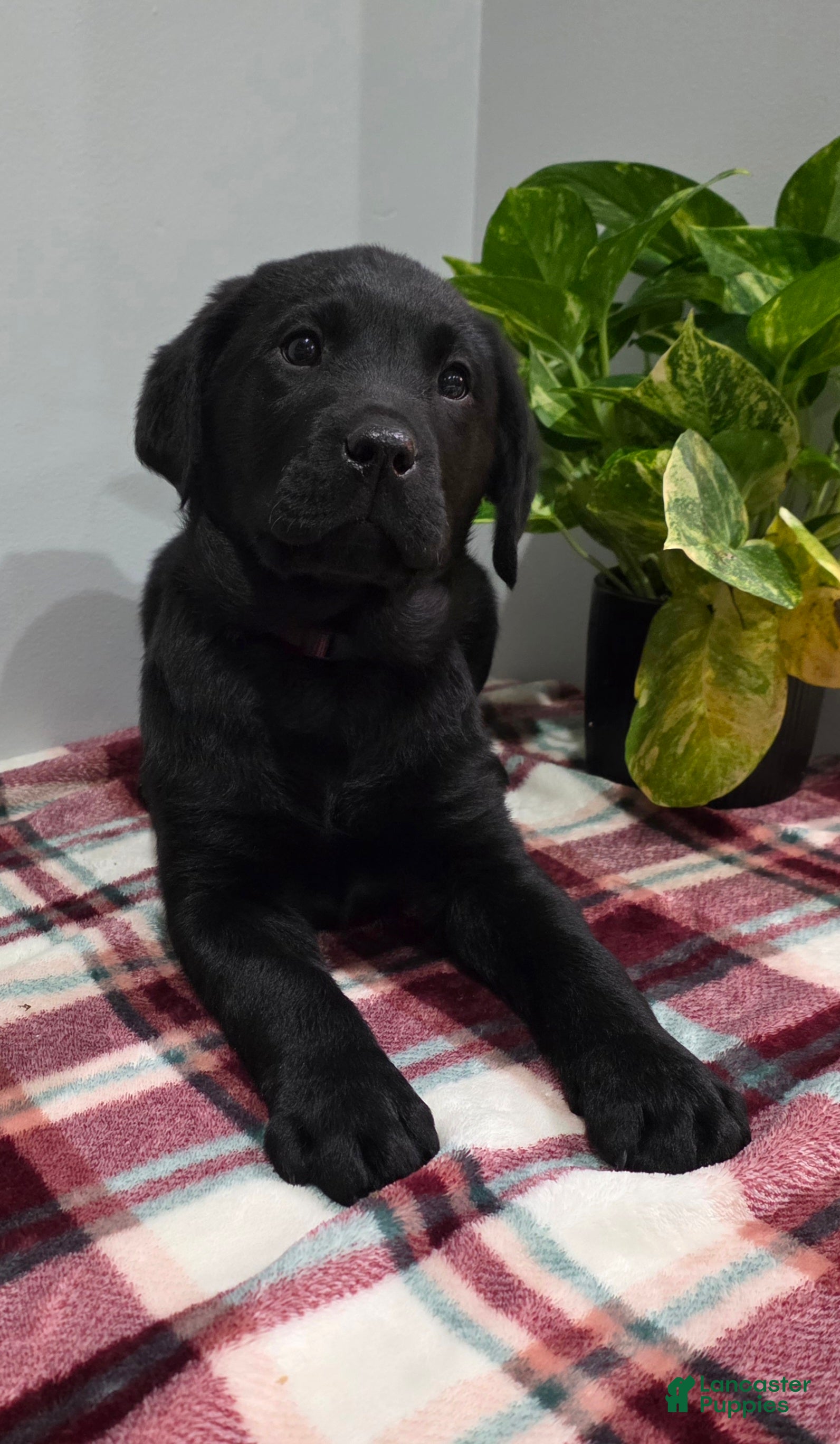 Labrador Retriever dogs Milo - Ad 1