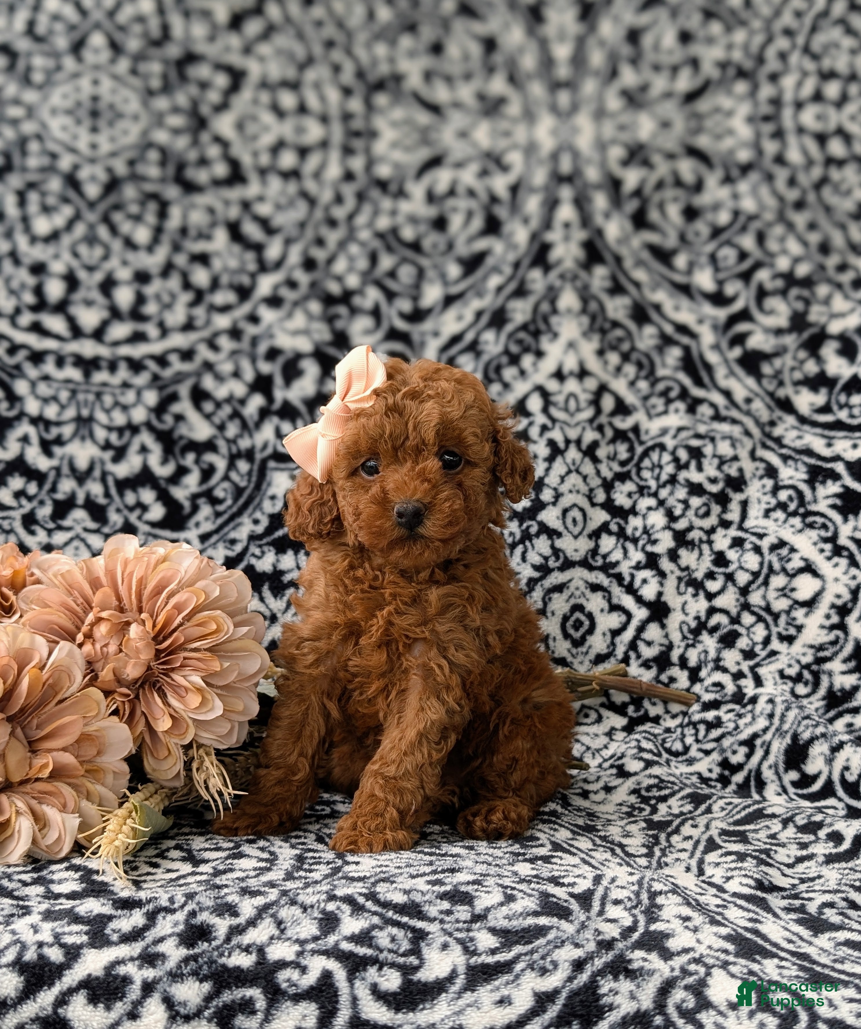 Miniature Poodle dogs Sherrie AKC Registered - Ad 1