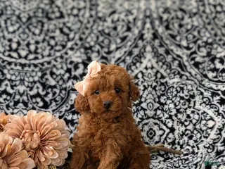Miniature Poodle dogs for sale: Sherrie AKC Registered - Ad 3