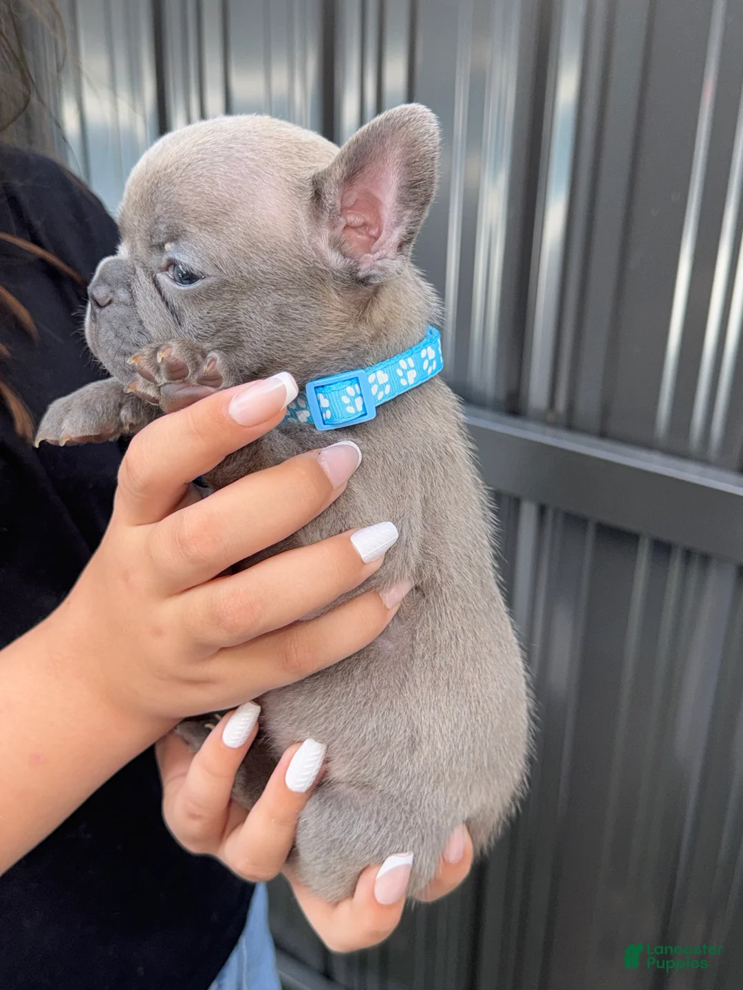 French Bulldog dogs for sale: Zephyr - Ad 2