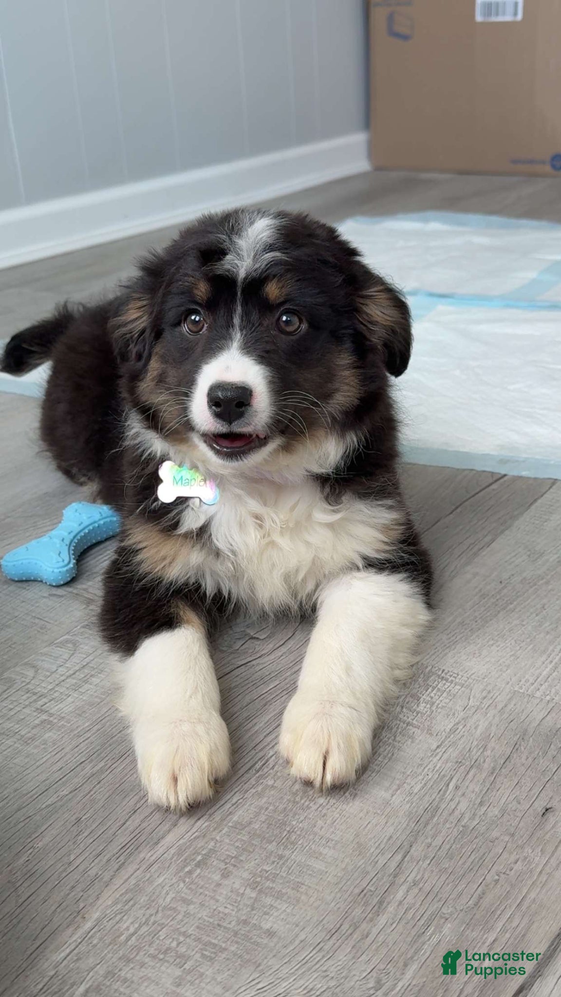 Australian Shepherd dogs Maple - Ad 36