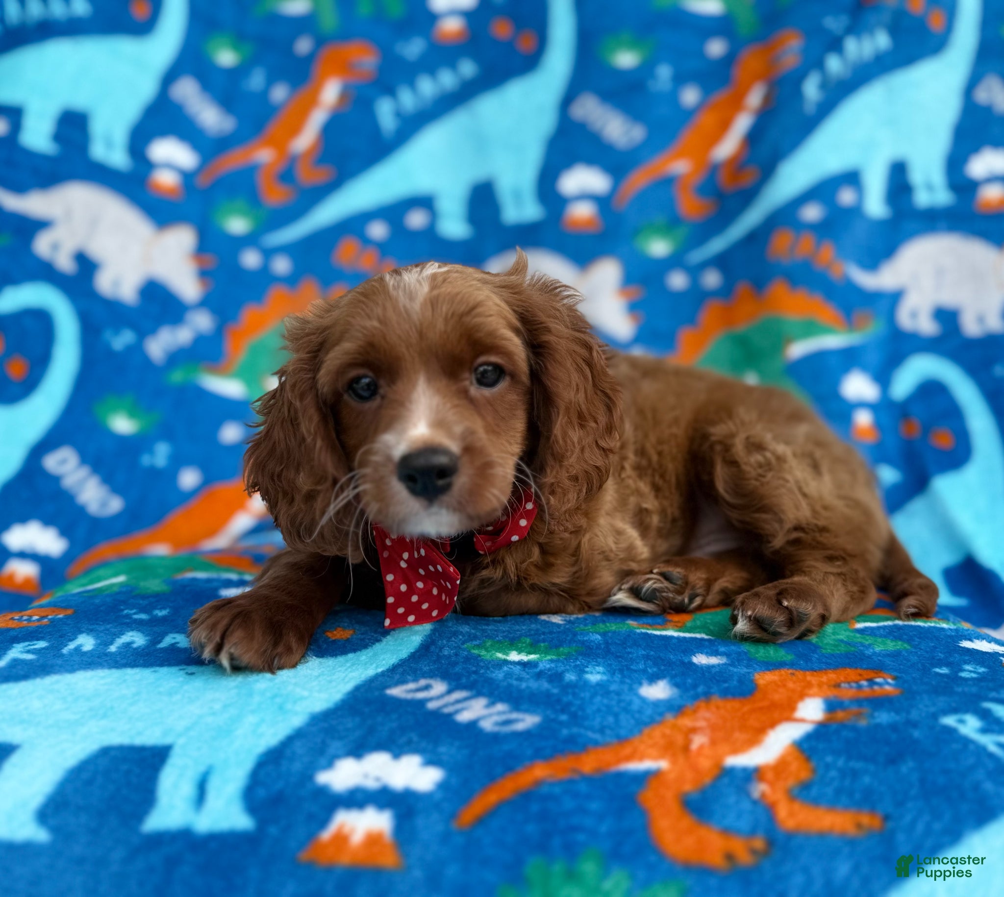 Cavapoo dogs Pongo - Ad 5