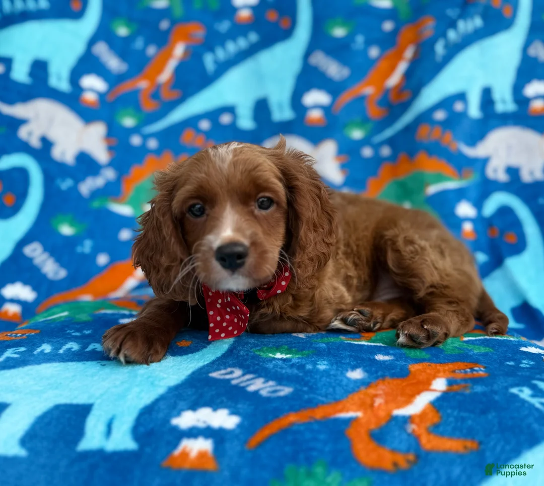 Cavapoo dogs for sale: Pongo - Ad 1