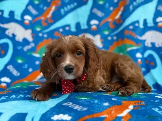 Cavapoo dogs Pongo - Ad 18