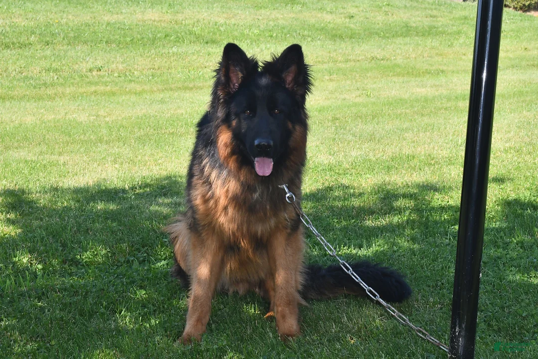 German Shepherd dogs for sale: Ruby - Ad 7
