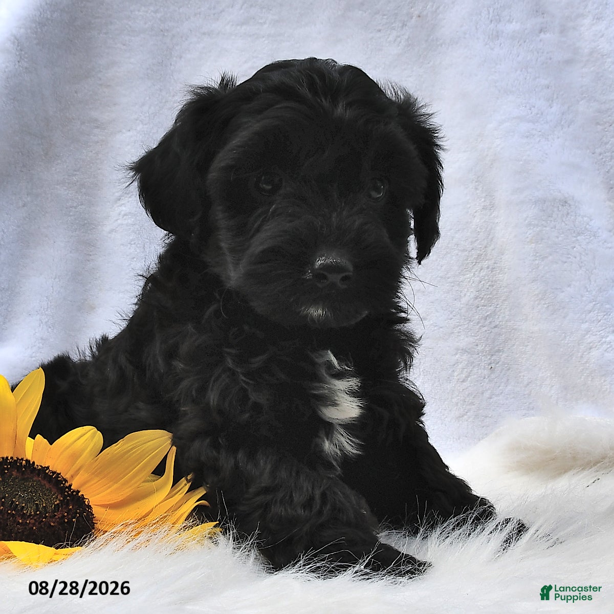 Morkie dogs Parker - Ad 2