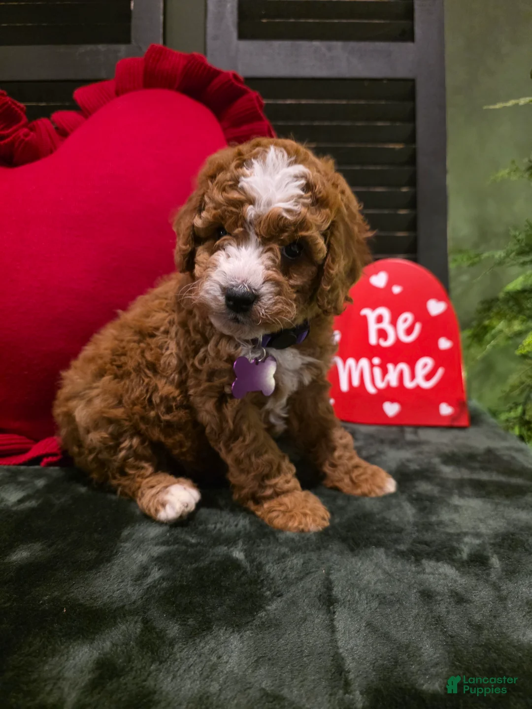 Mini Bernedoodle dogs for sale: Star - Ad 10