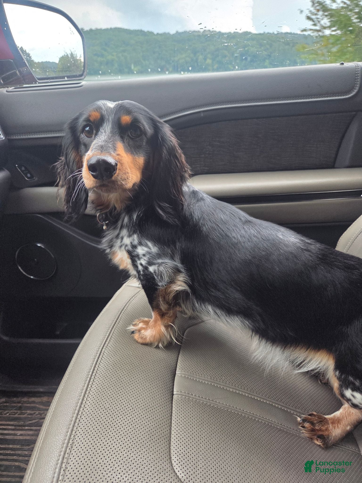 Dachshund dogs Dachshund 1 - Ad 40