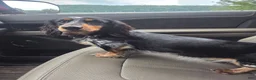 Dachshund dogs for sale: Dachshund 1 - Ad 1