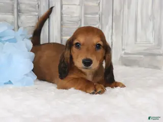 Dachshund dogs for sale: Pedro - Ad 1