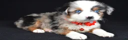 Miniature Australian Shepherd dogs for sale: Kane - Ad 10