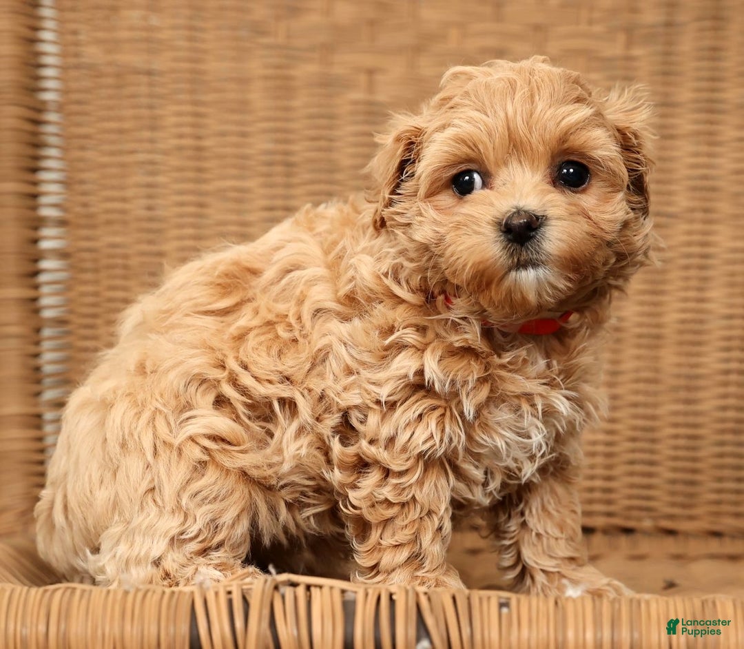 Maltipoo dogs for sale: Bella - Ad 7