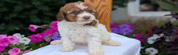 Maltipoo dogs for sale: Kip - Ad 3
