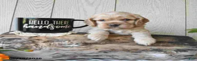 Banjo